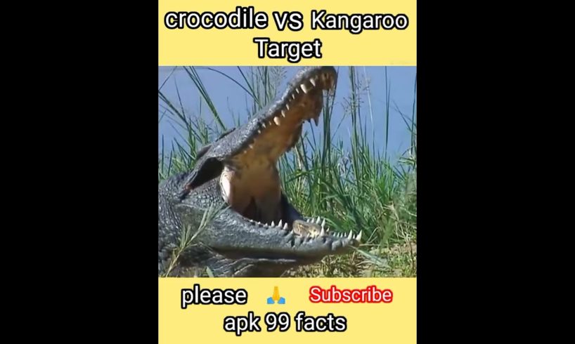 Fact vs Man @-crocodile🐊 France Kangaroo! #shorts Fact vs Man @-crocodile🦘 France .Kangaroo! #shorts