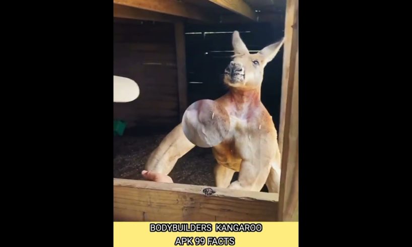 Fact vs Man@-Strong Body😱 France Kangaroo! #shorts Fact vs Man@Strong Body🦘 France Kangaroo! #shorts