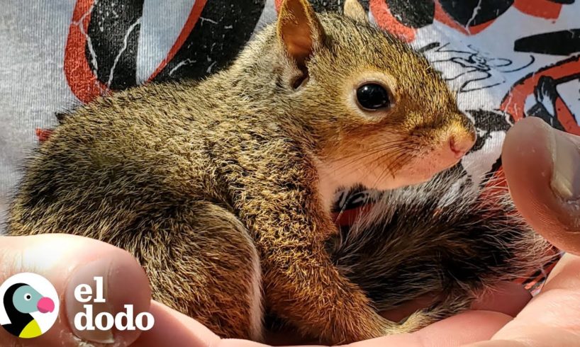 Familia se da cuenta de que su ardilla rescatada está teniendo bebés | El Dodo