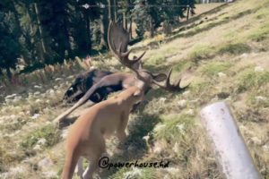Far Cry 5 - Animal Fights / Attacks - Cougar vs Moose