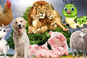 Farm animals, animal sounds dog, cat, pig, elephant, monkey, chicken, goat, sheep, cows