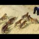 Fights In The Animal Kingdom