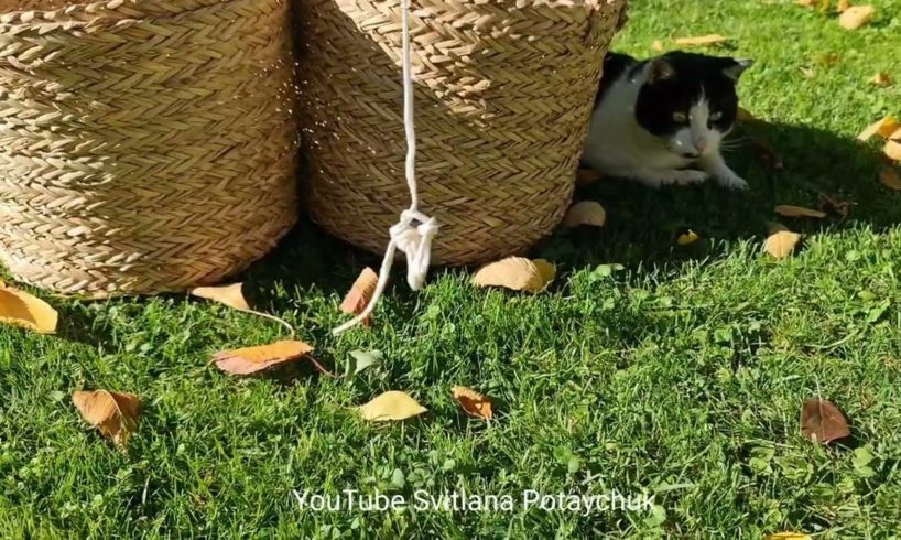 Funniest Animals! Funny Cats! #233😂 The cat doesn't want to play! El gato no quiere jugar! 猫は遊びたくない