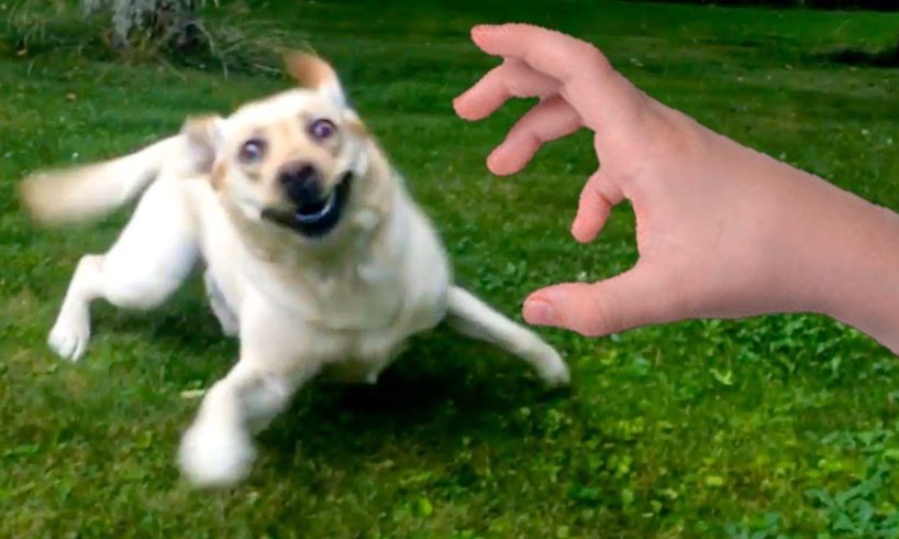 Funniest Animals Video - Funny Dogs And Cats - Try Not To Laugh Animals 2022