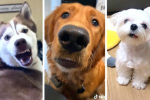 Funniest DOGS & Cutest PUPPIES! 🐶 (Ultimate Compilation) 🐶