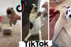 Funniest DOGS of TikTok Compilation ~ Try Not To Laugh ~ Cute Puppies TIK TOK