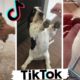 Funniest DOGS of TikTok Compilation ~ Try Not To Laugh ~ Cute Puppies TIK TOK