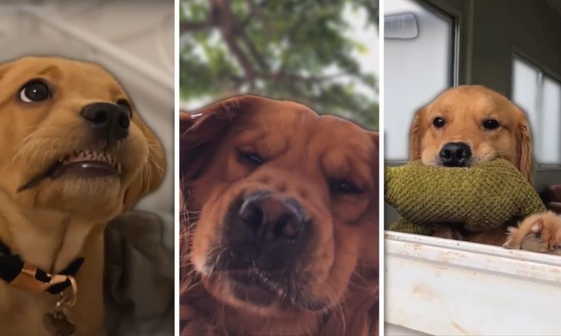Funniest Dogs and Cutest Puppies ~ Try Not to Say Awe 🐕