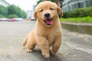 Funniest & Cutest Golden Retriever Puppies - 30 Minutes of Funny Puppy Videos 2022 #14