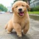 Funniest & Cutest Golden Retriever Puppies - 30 Minutes of Funny Puppy Videos 2022 #14