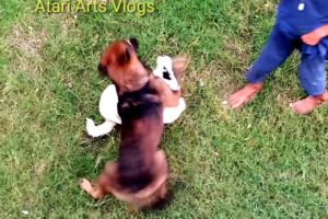Funniest & Cutest Puppies| Funny Babies Laughing At Dogs | little Cute Baby Dog | Atari Arts Vlogs