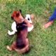 Funniest & Cutest Puppies| Funny Babies Laughing At Dogs | little Cute Baby Dog | Atari Arts Vlogs