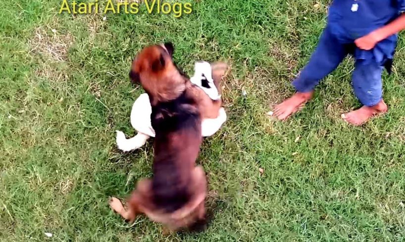 Funniest & Cutest Puppies| Funny Babies Laughing At Dogs | little Cute Baby Dog | Atari Arts Vlogs