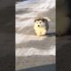 Funniest and Cutest Puppies, Funny Puppy Video 2022 Ep1334
