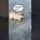 Funniest and Cutest Puppies, Funny Puppy Video 2022 Ep1379