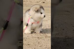 Funniest and Cutest Puppies, Funny Puppy Video 2022 Ep1386