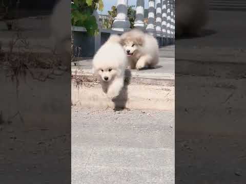 Funniest and Cutest Puppies, Funny Puppy Video 2022 Ep1549