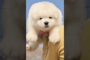 Funniest and Cutest Puppies, Funny Puppy Video 2022 Ep1551