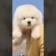 Funniest and Cutest Puppies, Funny Puppy Video 2022 Ep1551