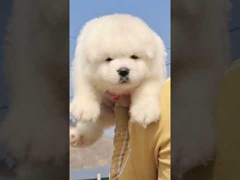 Funniest and Cutest Puppies, Funny Puppy Video 2022 Ep1551