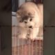 Funniest and Cutest Puppies, Funny Puppy Video 2022 Ep1660