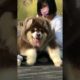 Funniest and Cutest Puppies, Funny Puppy Video 2022 Ep1662