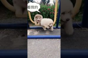 Funniest and Cutest Puppies, Funny Puppy Video 2022 Ep1674