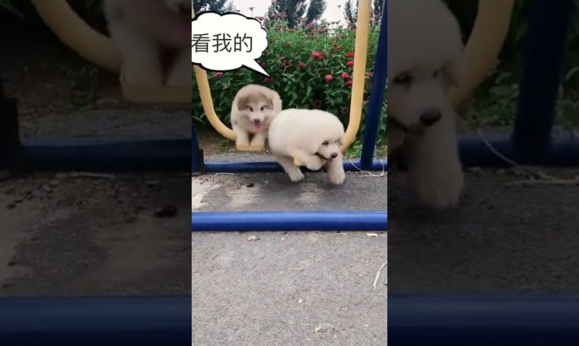 Funniest and Cutest Puppies, Funny Puppy Video 2022 Ep1674