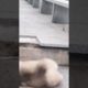 Funniest and Cutest Puppies, Funny Puppy Video 2022 Ep1678