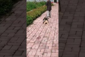 Funniest and Cutest Puppies, Funny Puppy Video 2022 Ep1684