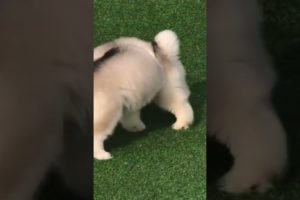 Funniest and Cutest Puppies, Funny Puppy Video 2022 Ep1685