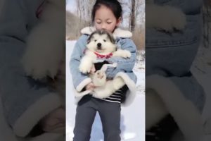 Funniest and Cutest Puppies, Funny Puppy Video 2022 Ep1686