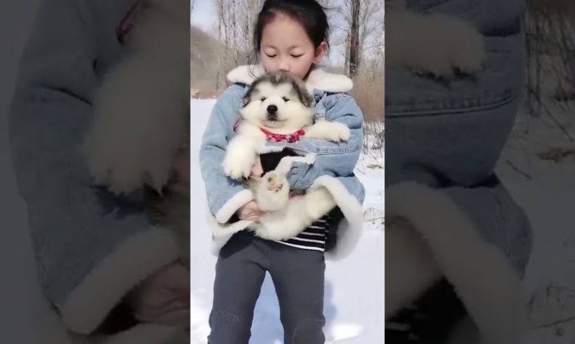 Funniest and Cutest Puppies, Funny Puppy Video 2022 Ep1686