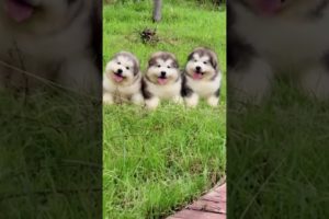 Funniest and Cutest Puppies, Funny Puppy Video 2022 Ep68