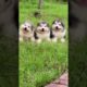 Funniest and Cutest Puppies, Funny Puppy Video 2022 Ep68