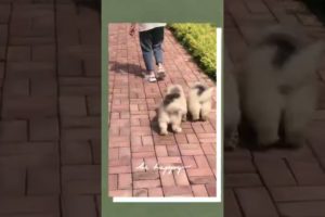 Funniest and Cutest Puppies, Funny Puppy Video 2022 Ep809