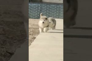 Funniest and Cutest Puppies, Funny Puppy Video 2022 Ep861