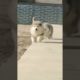 Funniest and Cutest Puppies, Funny Puppy Video 2022 Ep861