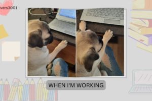 Funniest and Cutest Puppy Pug Dog - When I'm Working