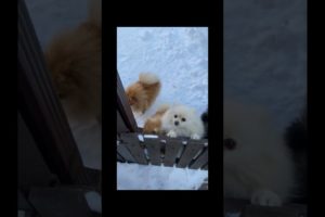 Funniest and Cutest puppies