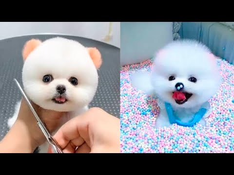 Funny And Cute Pomeranian Videos#5|Cutest Puppies#pomeranian