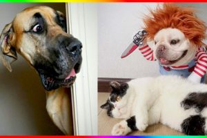 Funny Dog And Cat 😍🐶😻 Funniest Animals #143