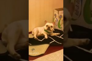 Funny Dog videos. So Cute Puppies 99 % Lose this TRY NOT TO LAUGH, SMILE, OR Awh Challenge😁🙈#SHORTS