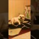 Funny Dog videos. So Cute Puppies 99 % Lose this TRY NOT TO LAUGH, SMILE, OR Awh Challenge😁🙈#SHORTS