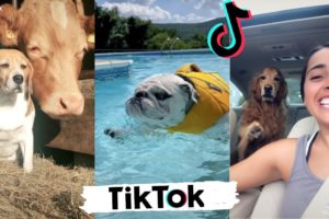 Funny Dogs of TikTok ~ Cute Puppies TIK TOK