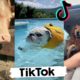 Funny Dogs of TikTok ~ Cute Puppies TIK TOK