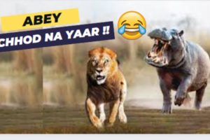 Funny Fight Between Animals...😂😂  Craziest Animal Fights