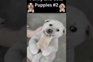 🐹Funny and Cute Puppies #2__2022|🐹🧡Funniest puppy video|🧡 Cute and Funny Dogs __2022|🐹