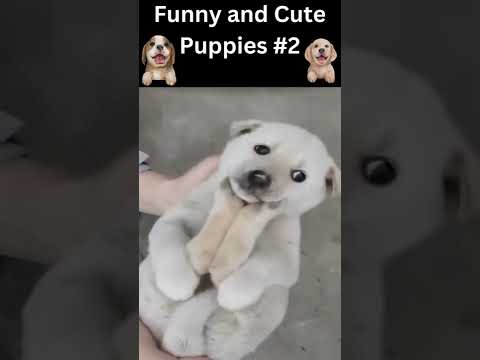 🐹Funny and Cute Puppies #2__2022|🐹🧡Funniest puppy video|🧡 Cute and Funny Dogs __2022|🐹