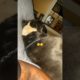 Funny animal videos I found on Instagram and Tiktok 64